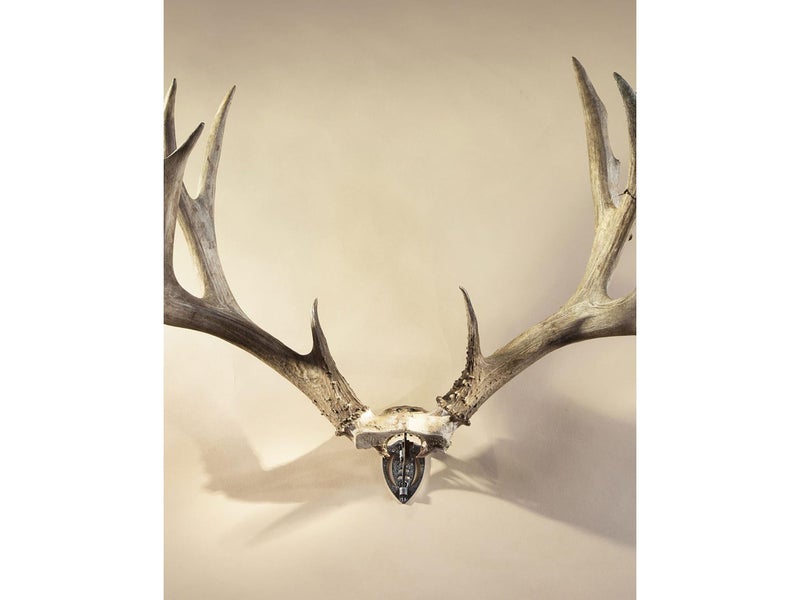 Skull Hooker Bone Bracket European Trophy Mount â€“ Perfect Kit for Hanging and Mounting Capped Skulls for Display , Black - Image 3